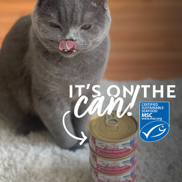 Salmon & Sweet Potato Recipe Cat Food