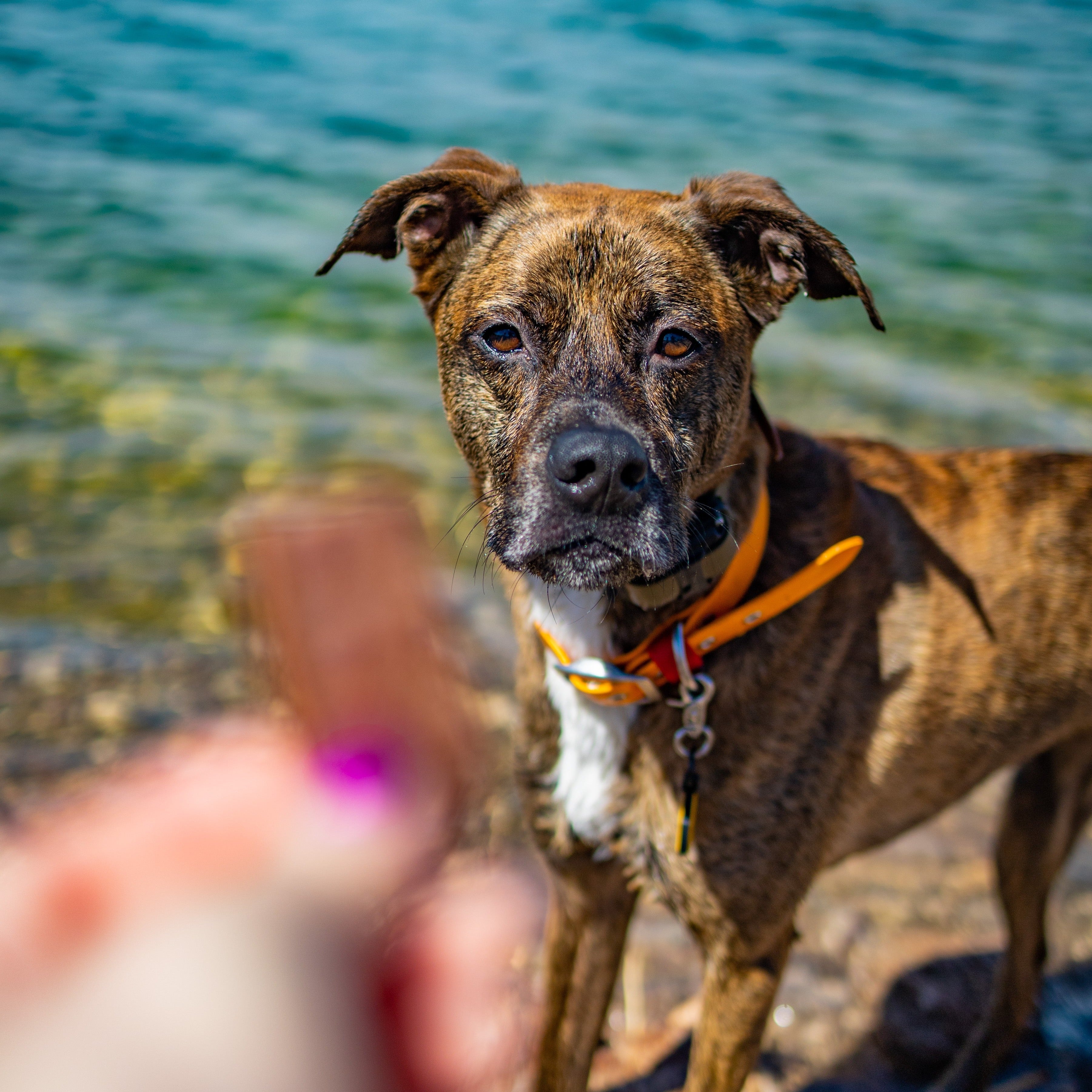 Mountain Cur Mix Blue Heeler Mountain Feist Mix Australian
